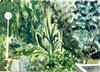 L'agave